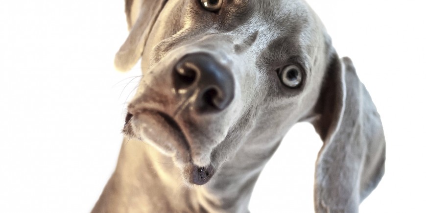 confused puppy: native advertising